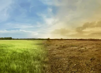 Kako preprečiti izsušitev trave v vročinskem valu? Landscape of meadow field with the changing environment concept of climate change
