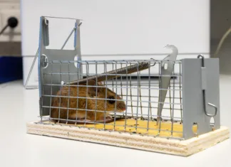 Kako humano uloviti miš Little mouse sits trapped in a wire trap against blurred backgroundLittle mouse sits trapped in a wire trap against blurred background