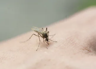 Triki, kako ustaviti srbenje po piku komarja A mosquito drinks blood from his hand. The insect has bitten the skin. The sting of a mosquito penetrated the flesh. Painful bite in the arm. Mosquito protection thick skin. Blood inside the insect.