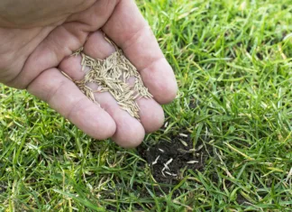 Kdaj posaditi travo? Nasveti za sajenje trave Kdaj saditi travo?