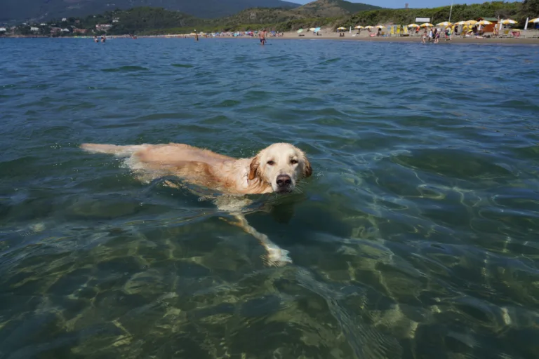 My favorite lifeguard