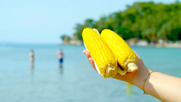 Sea in the background and corn.