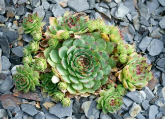 Netresk je afrodiziak, poznan že od davnih časov – še posebej je dober za moške z nizkim libidom! Sempervivum charadzeae, houseleeks or liveforever growing in gravel garden.