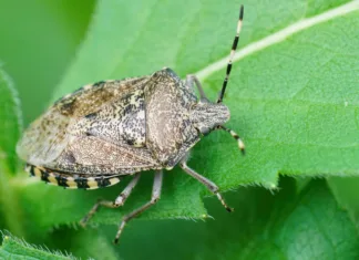 Mnogi so opazili invazijo smrdljivcev: tako jih odženete na naraven način A closeup of a Mottled shieldbug (Raphigaster nebulosa) on a green leaf