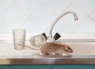 Kako prepoznati znake, da je v vašem domu miš? Closeup young rat (Rattus norvegicus) prowls on the sink at kitchen on background of two faceted glasses. Fight with rodents in the apartment. Extermination.