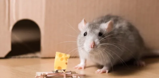 mousetrap and cheese