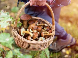 Razkrite lokacije, kjer se splača septembra nabirati gobe! Gobar pokazal polno košaro jurčkov: Ponoreli so Picking mushrooms in the woods