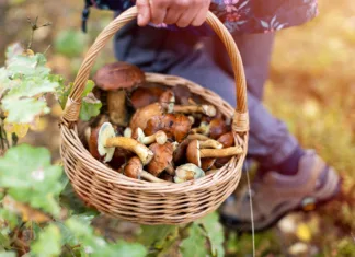 A veste kakšne so letos cene gob? Za kilogram jurčkov tudi po 50 evrov … Picking mushrooms in the woods