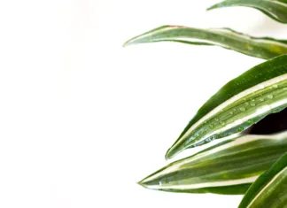 Ta rastlina preprečuje rosenje stekel v hiši! Priskrbite si jo, pozabite na plesen ter kondenzacijo Stay home and gardening banner. Close up of green fresh dracaena Malaika flowers with water drops. Urban jungle interior concept. White background, copy space