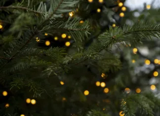 Vaše božično drevo se suši, ker delate katastrofalno napako! Storite to in videti bo sveže več tednov … Christmas lights on green pine tree background, closeup