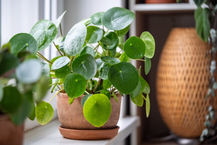 pilea-peperomioides-in-terracotta-pot-lush-bush-with-several-potted-chinese-money-plant-on-windowsill-at-home-decorative-houseplant-in-interior-of-house-indoor-garden-concept-stockpack-istock Pilea peperomioides in terracotta pot, lush bush with several potted Chinese money plant on windowsill at home. Decorative houseplant in interior of house. Indoor garden concept