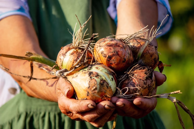 an aged woman holds an onion in her hands close-up