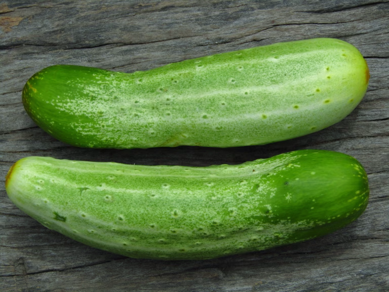 Cucumber stock photos ,  green fresh cucumber