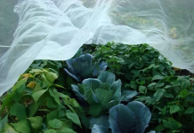 Zakaj vaš vrt trpi, če ne uporabljate teh pripomočkov? Protiinsektna