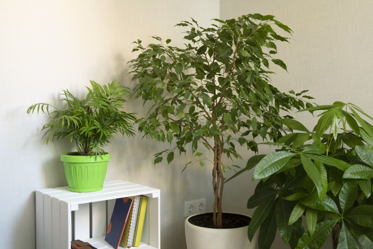 A Money Tree plant Pachira Aquatica and Ficus Benjamina growing in white pot indoors