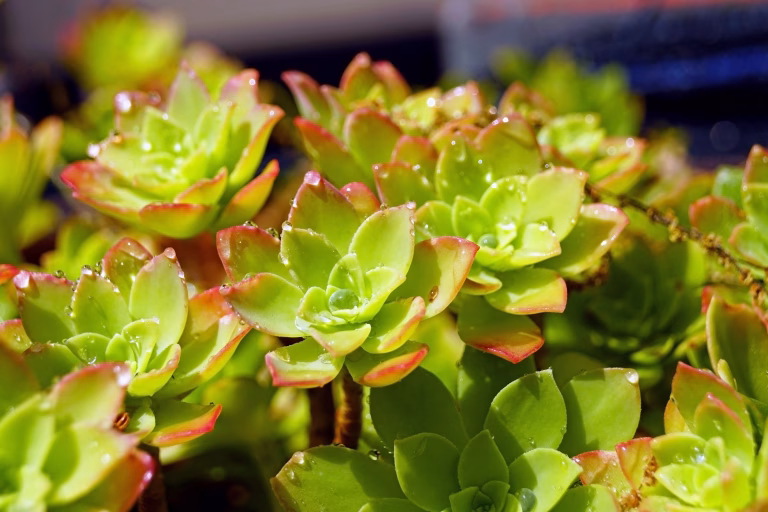 Close-up photograph of a succulent with green leaves with red edges after rain on a sunny day