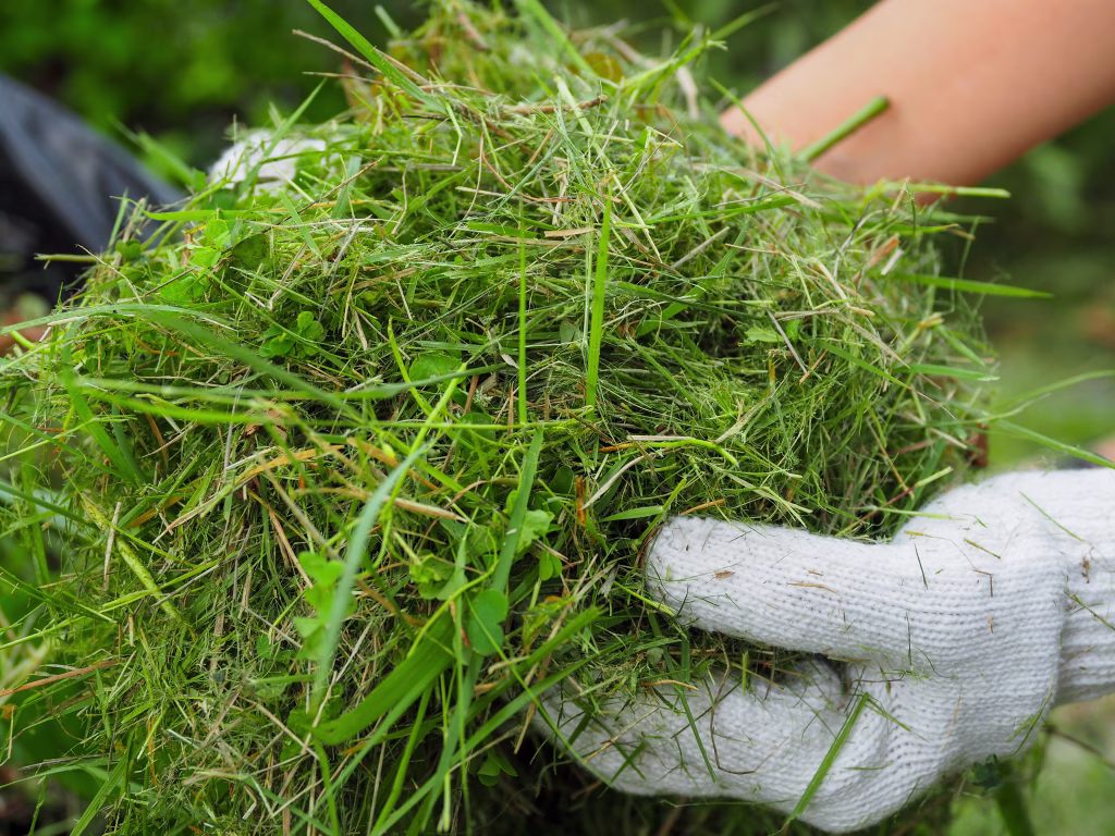 A gardener wears white gloves and picks up cut grass in the yard.