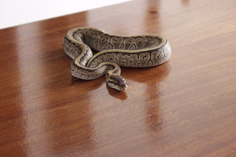 Ball Python standing still on a wood table