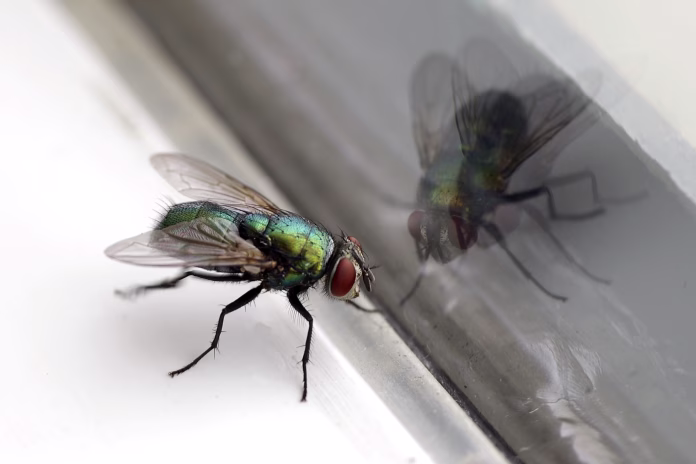 closeup-of-a-housefly-with-its-reflection-in-a-glass-window-stockpack-istock Closeup of a housefly with its reflection in a glass window