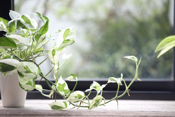 Epipremnum aureum Pearls and Jade Pothos on wooden table