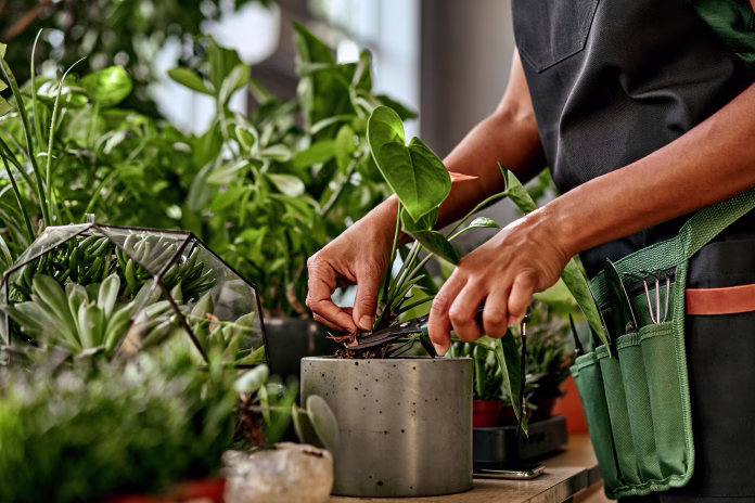 Experienced female florist using pruning shears for nursing green plants.