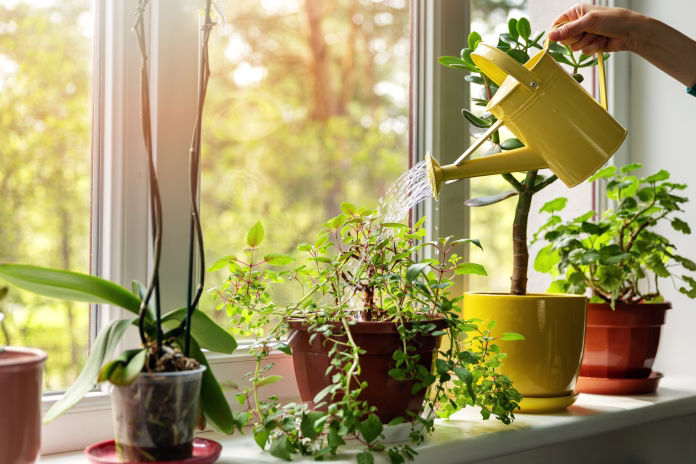 hand with water can watering indoor plants on windowsill