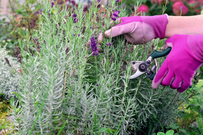 Hands of a gardener in gloves cutting spent lavender flowers