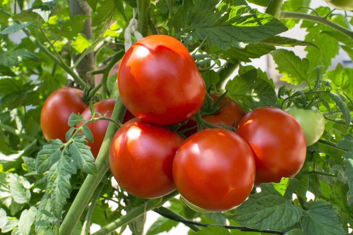 tomato-vegetable-garden-vine-plant-stockpack-istock Tomato, Vegetable Garden, Vine - Plant