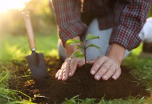 Kdaj je najboljši čas za sajenje dreves? Woman planting young tree in garden, closeup