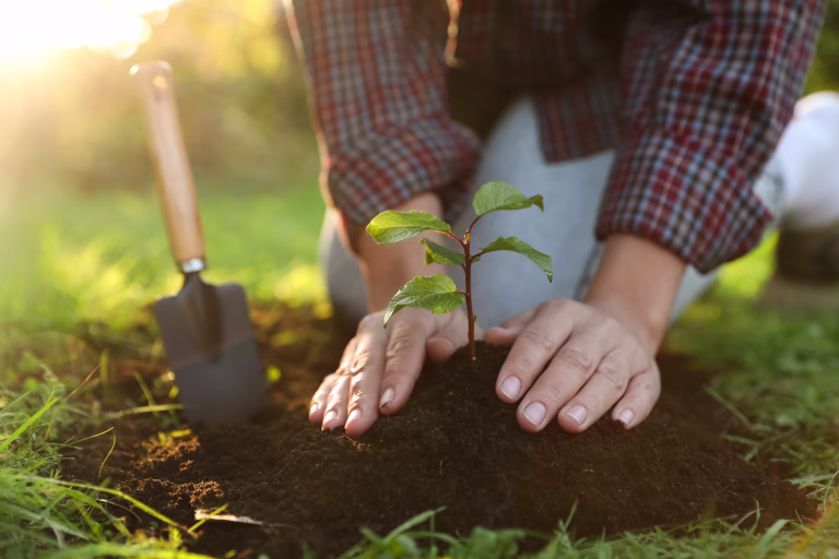 Woman planting young tree in garden, closeup