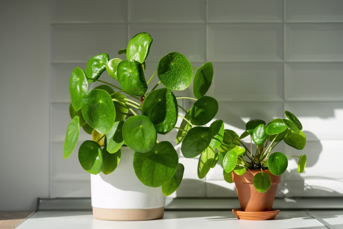aesthetic-pilea-peperomioides-houseplant-in-flower-pots-on-table-at-home-chinese-money-plant-with-water-drops-on-green-leaves-indoor-gardening-hobby-concept-stockpack-istock Aesthetic Pilea peperomioides houseplant in flower pots on table at home. Chinese money plant with water drops on green leaves. Indoor gardening, hobby concept.