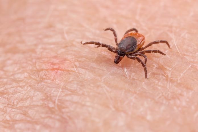 closeup-of-insect-mite-on-pink-epidermis-danger-of-tick-borne-diseases-transmission-by-infected-parasite-stockpack-istock Closeup of insect mite on pink epidermis. Danger of tick-borne diseases transmission by infected parasite