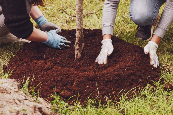 young-married-couple-in-work-uniform-with-shovel-plant-tree-sapling-in-ground-background-for-gentrification-of-territory-concept-of-landscaping-nature-environment-and-ecology-copy-space-stockpack-istock Young married couple in work uniform with shovel plant tree sapling in ground. Background for gentrification of territory. Concept of landscaping, nature, environment and ecology. Copy space
