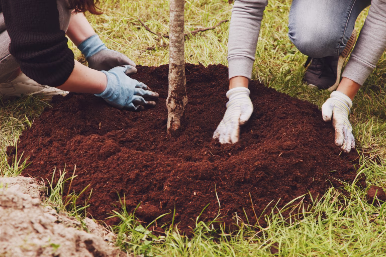 Young married couple in work uniform with shovel plant tree sapling in ground. Background for gentrification of territory. Concept of landscaping, nature, environment and ecology. Copy space