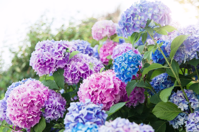 Hydrangea flowers garden. Pink, blue, lilac, violet, purple bushes blossom in spring and summer in town street garden at sunset.
