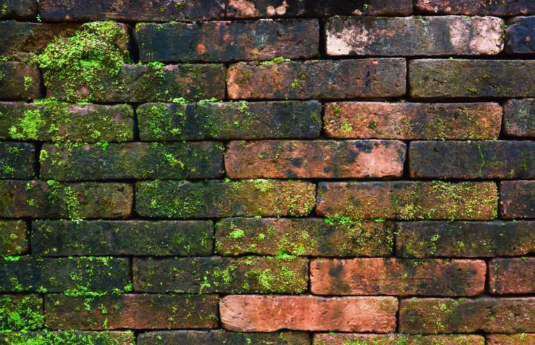 Moss on old brick wall texture background
