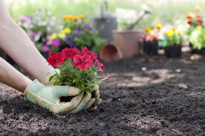 Woman planting Petunia flowers in her garden