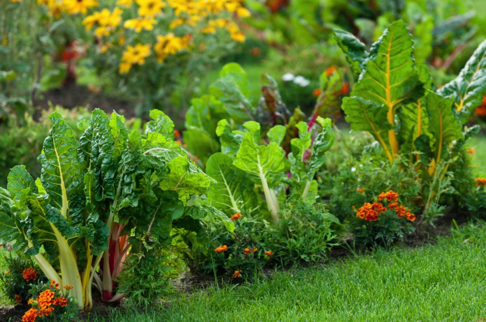 A closeup of a healthy lawn garden planted with Swiss chards, bright orange and yellow flowers.