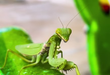 Tega insekta nikar ne ubijte! Je glasnik bogastva in blaginje A Praying Mantis with blurred background.