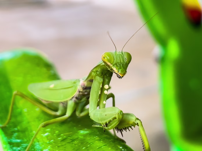 A Praying Mantis with blurred background.
