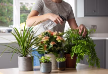 5 rastlin, za katere se od nekdaj govori, da so najboljše za dom: prinašajo mir, srečo in celo denar Close Up Of Woman Caring For And Watering House Plants With Spray