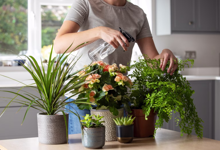 Close Up Of Woman Caring For And Watering House Plants With Spray