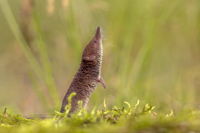 eurasian-pygmy-shrew-sorex-minutus-sniffing-and-looking-up-in-natural-environment-stockpack-istock Eurasian pygmy shrew (Sorex minutus) sniffing and looking up in natural environment