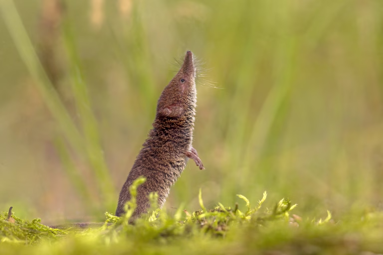 Eurasian pygmy shrew (Sorex minutus) sniffing and looking up in natural environment