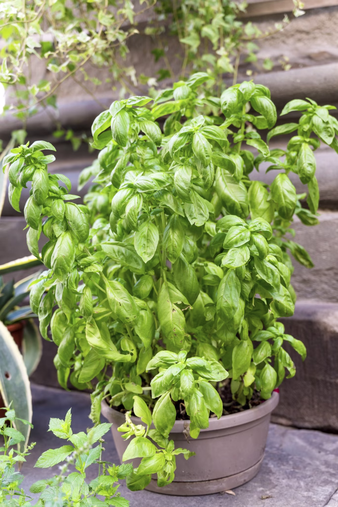 Green basil in a pot