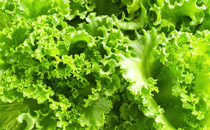 Green romaine lettuce leaves background farm plant growth garden vegetale salad, raw food fresh for diet good haelth, organic begetatial natural summer nature leaf farming market store.
