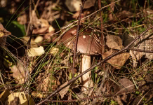 Radi nabirate gobe? Pazite na eno stvar, lahko vas doleti kazen tudi do 1000 evrov Leccinum scabrum (known as the rough-stemmed bolete, scaber stalk, birch bolete), an edible mushroom in the family Boletaceae (formerly Boletus scaber) growing wild in the autumn forest