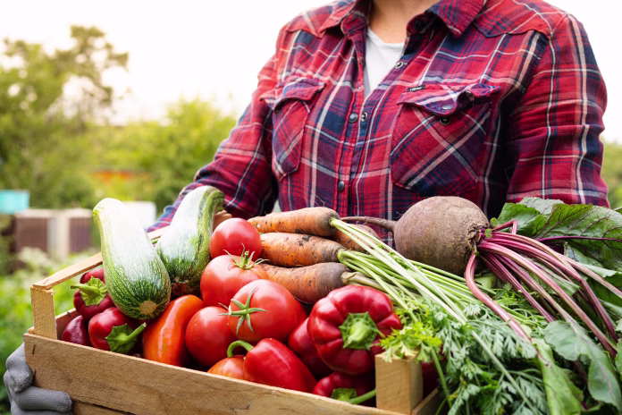 wooden-box-with-a-crop-of-organic-vegetables-in-the-hands-of-a-farmer-in-a-greenhouse-harvesting-concept-stockpack-istock wooden box with a crop of organic vegetables in the hands of a farmer in a greenhouse, harvesting concept