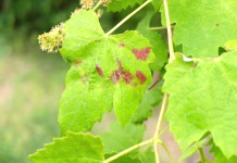 So vinogradniki krivi, da se širi zlata trsna rumenica? A wine leaf sick