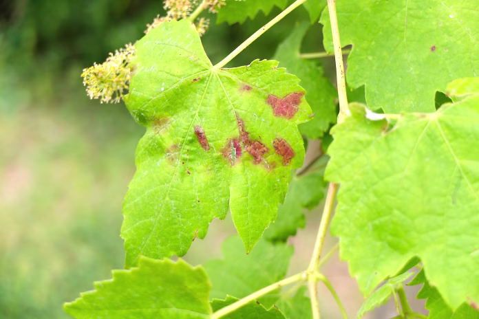 A wine leaf sick